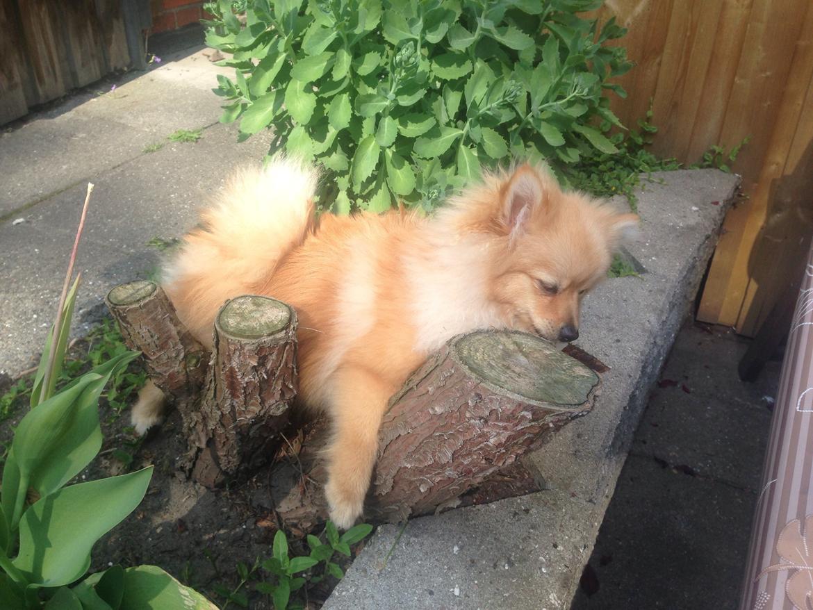 Pomeranian Topsy's Lasko billede 30
