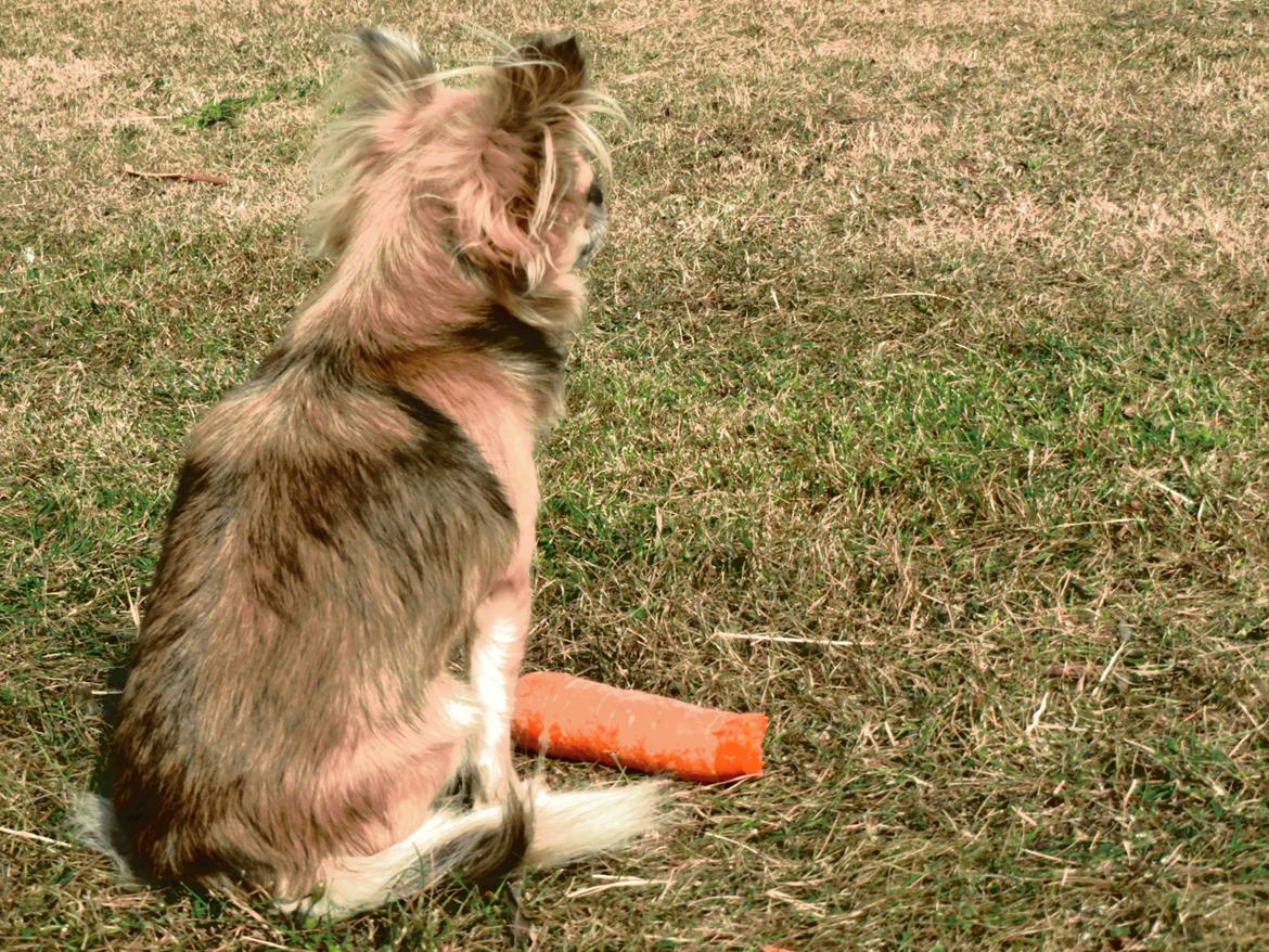 Chihuahua Gipsy billede 11