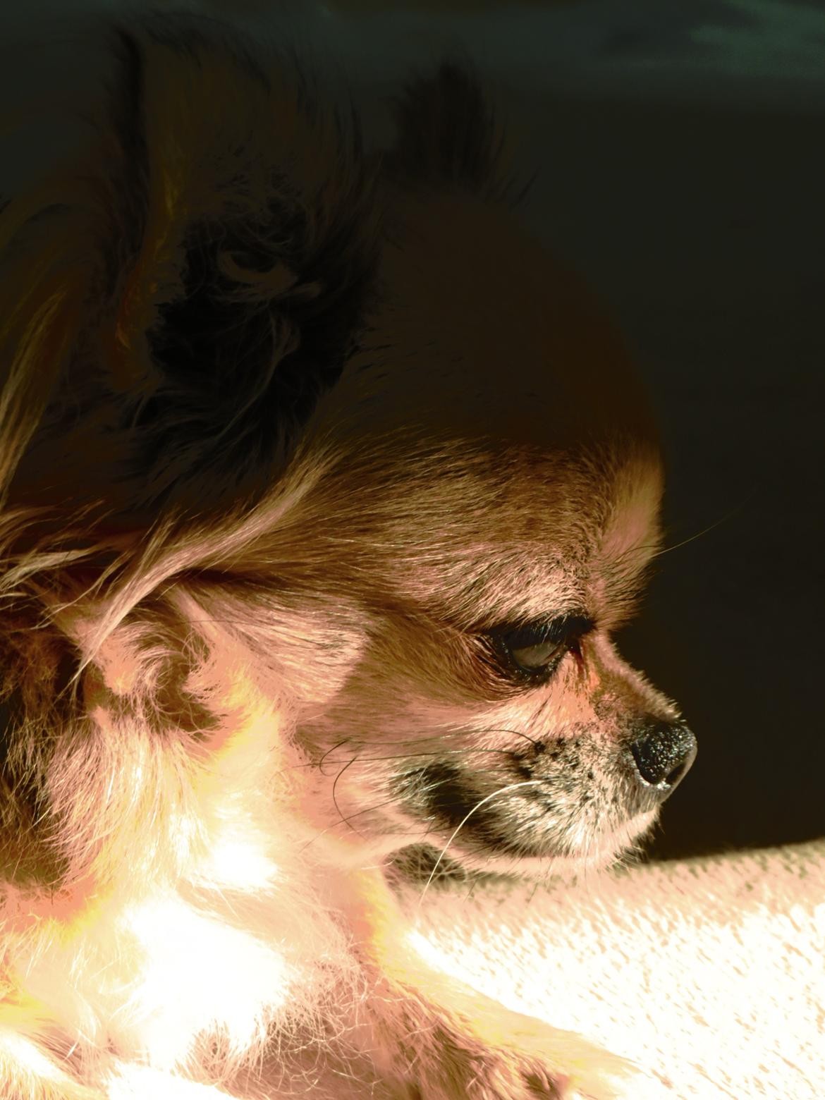 Chihuahua Gipsy billede 12