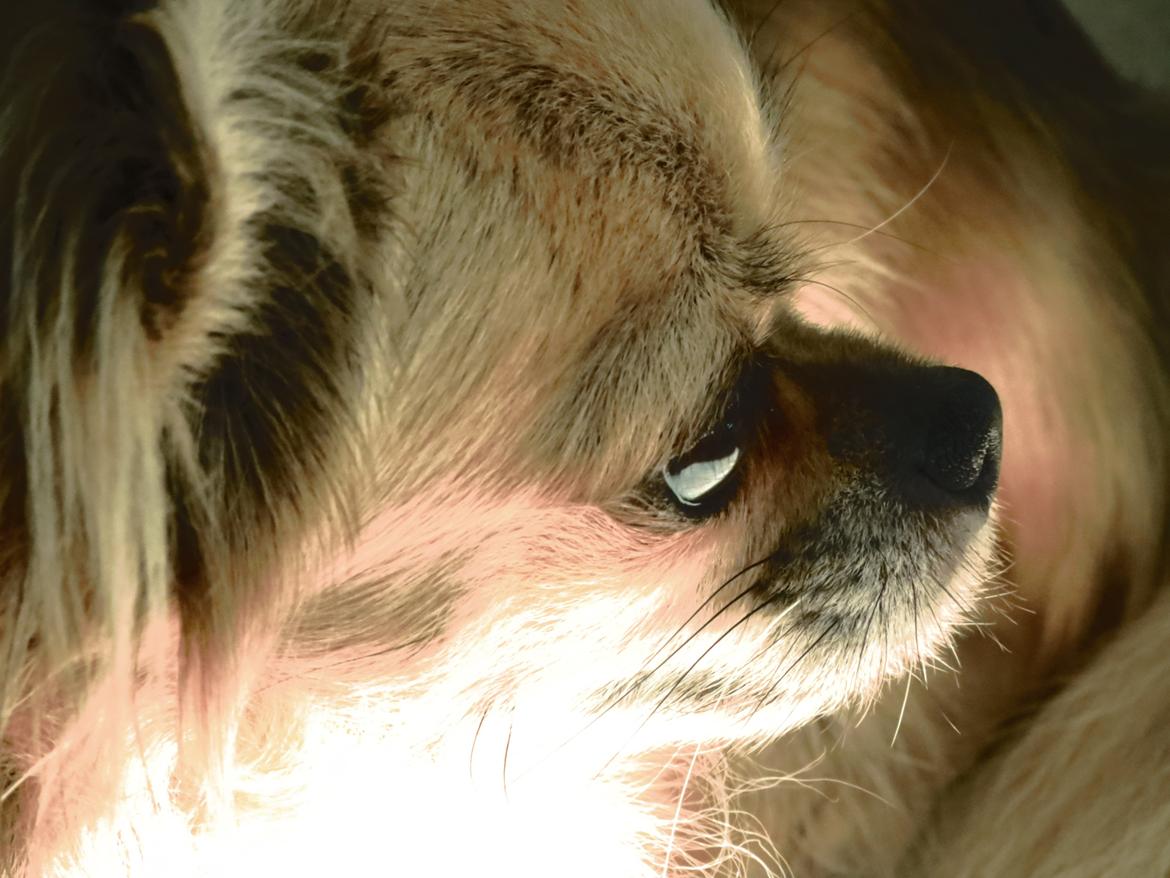 Chihuahua Gipsy billede 4