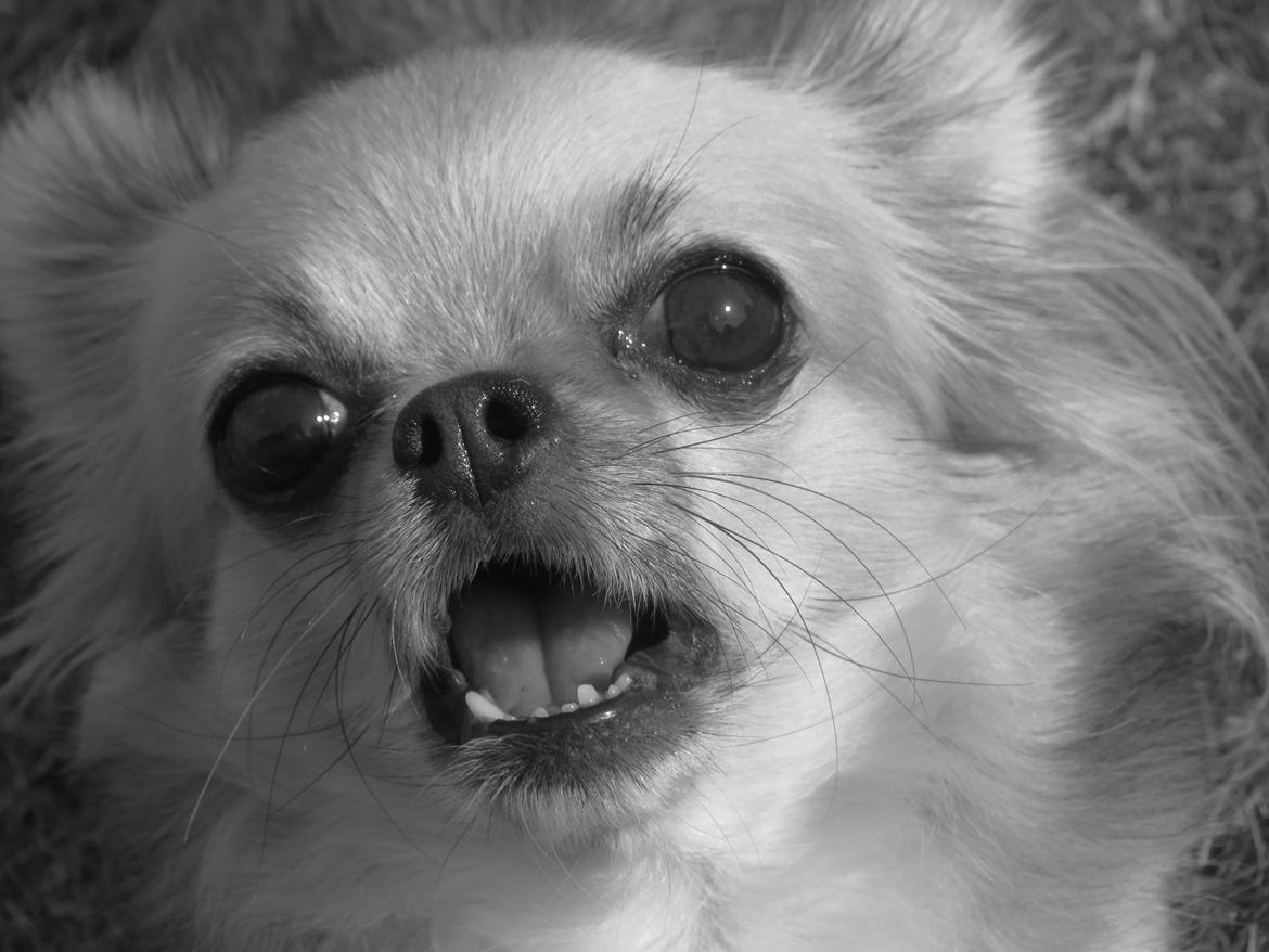 Chihuahua Gipsy billede 7