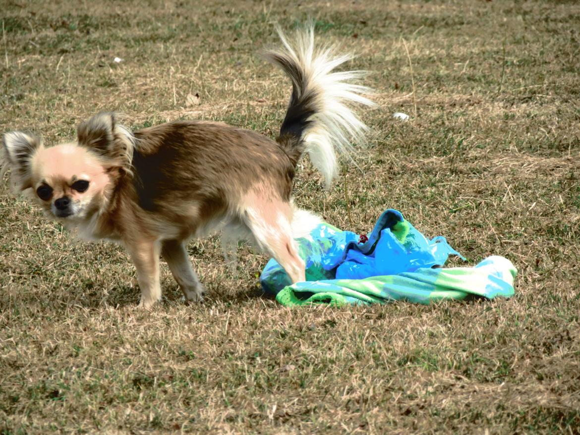 Chihuahua Gipsy billede 13