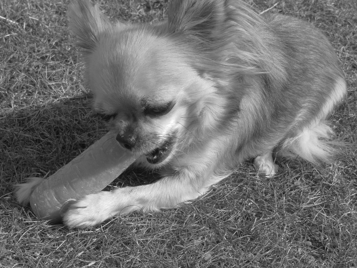 Chihuahua Gipsy billede 14