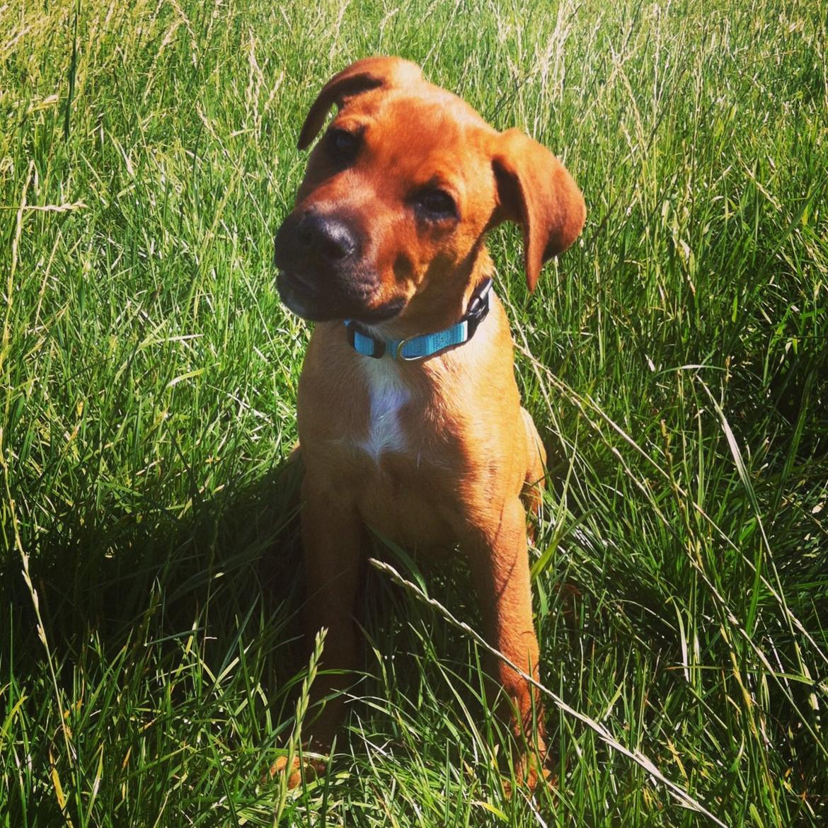 Blanding af racer Rottweiler/Labrador/Boxer ENZO billede 15