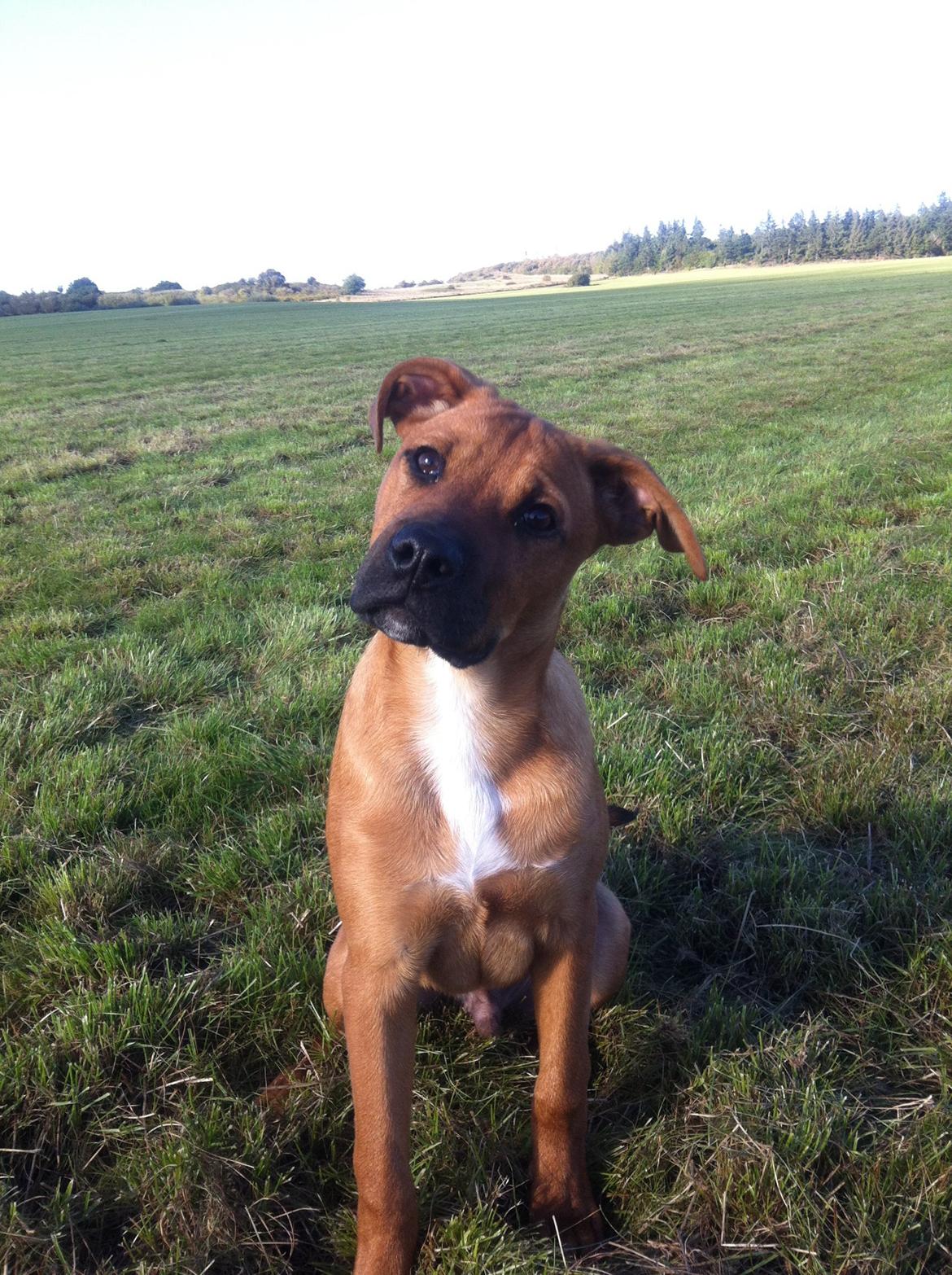 Blanding af racer Rottweiler/Labrador/Boxer ENZO billede 20