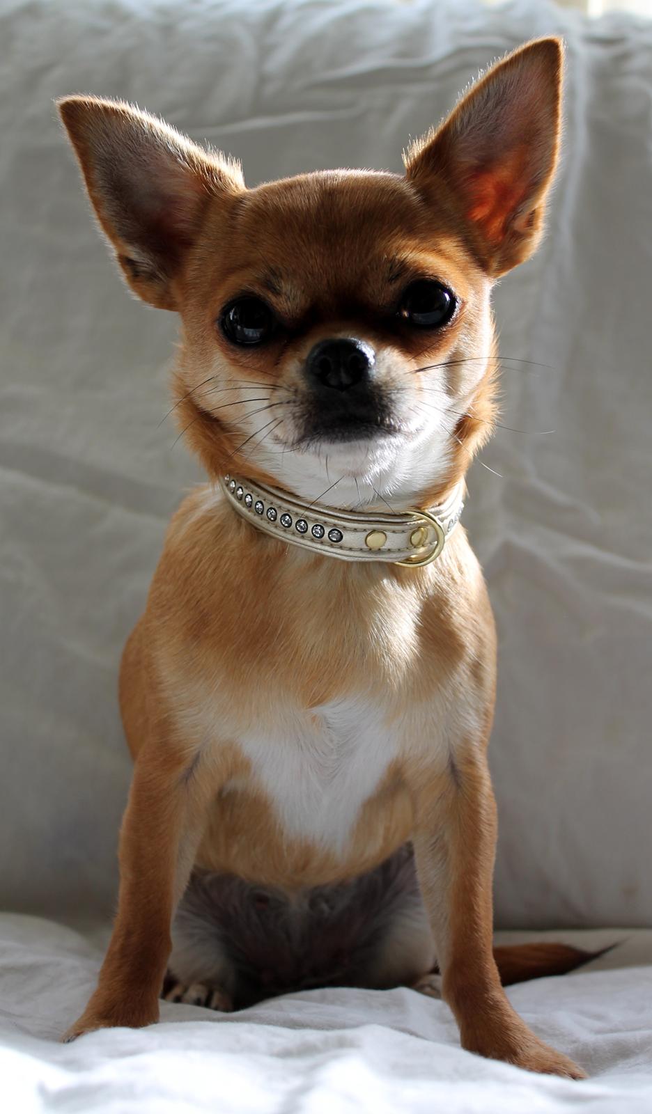 Chihuahua Chihuanas Flush of Hearts - Momo - 4 oktober 2013 billede 11