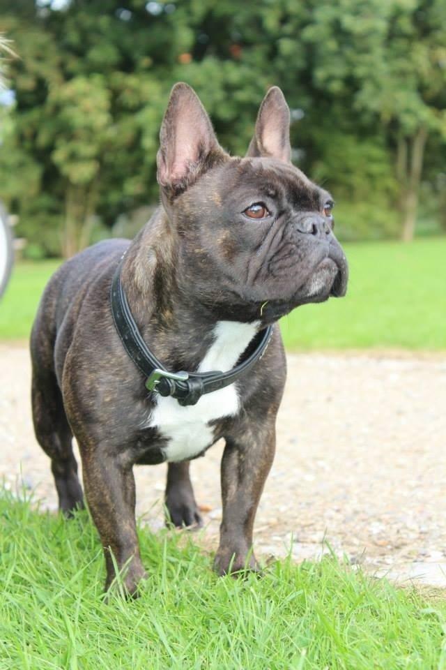 Fransk bulldog Dixie - 11 mdr <3 
min smukke prinsesse <3  billede 23