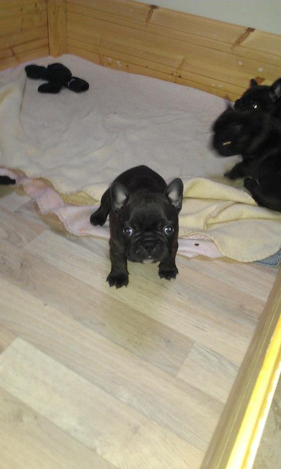 Fransk bulldog Dixie - 5 uger <3  billede 25