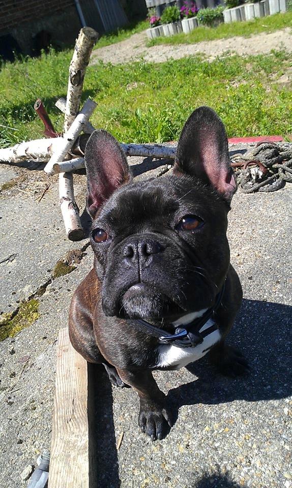 Fransk bulldog Dixie - uhm solen er dejlig ! <3  billede 33