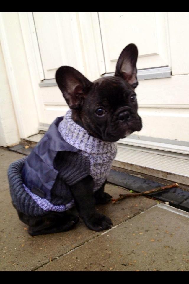 Fransk bulldog Humphrey Bogart billede 16