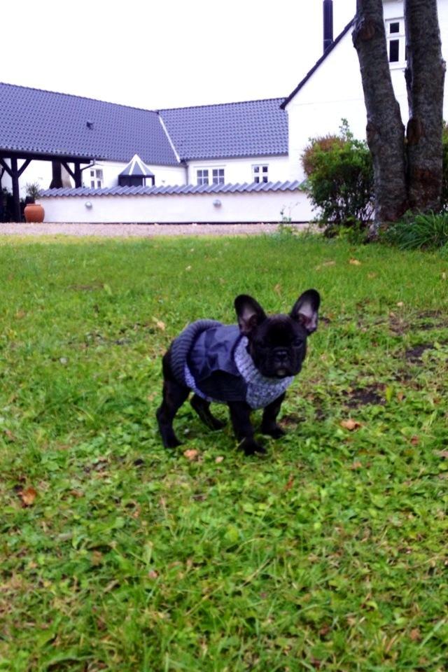 Fransk bulldog Humphrey Bogart - Første rigtige regnvejrsdag. pyh det er ikke sjovt at komme ud i :P billede 18