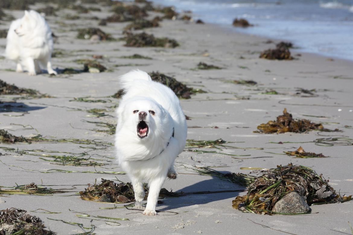 Japansk spids LF Bianca - med åben mund i modvind - Bianca du er og bliver en sjov hund :) billede 7