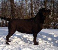 Labrador retriever Lab Luna´s Enestående Liva billede 7