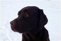 Labrador retriever Lab Luna´s Enestående Liva billede 8