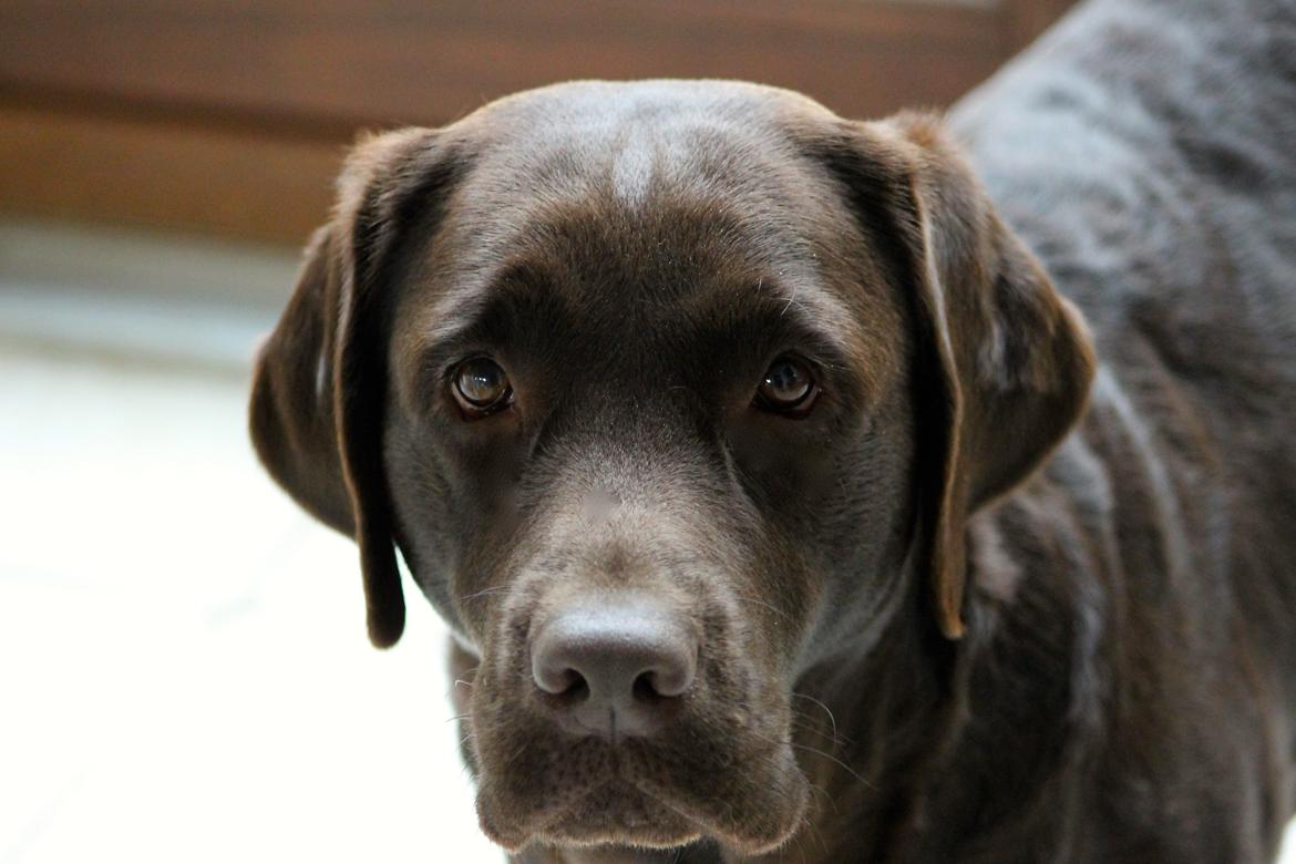 Labrador retriever Lab Luna´s Enestående Liva billede 1