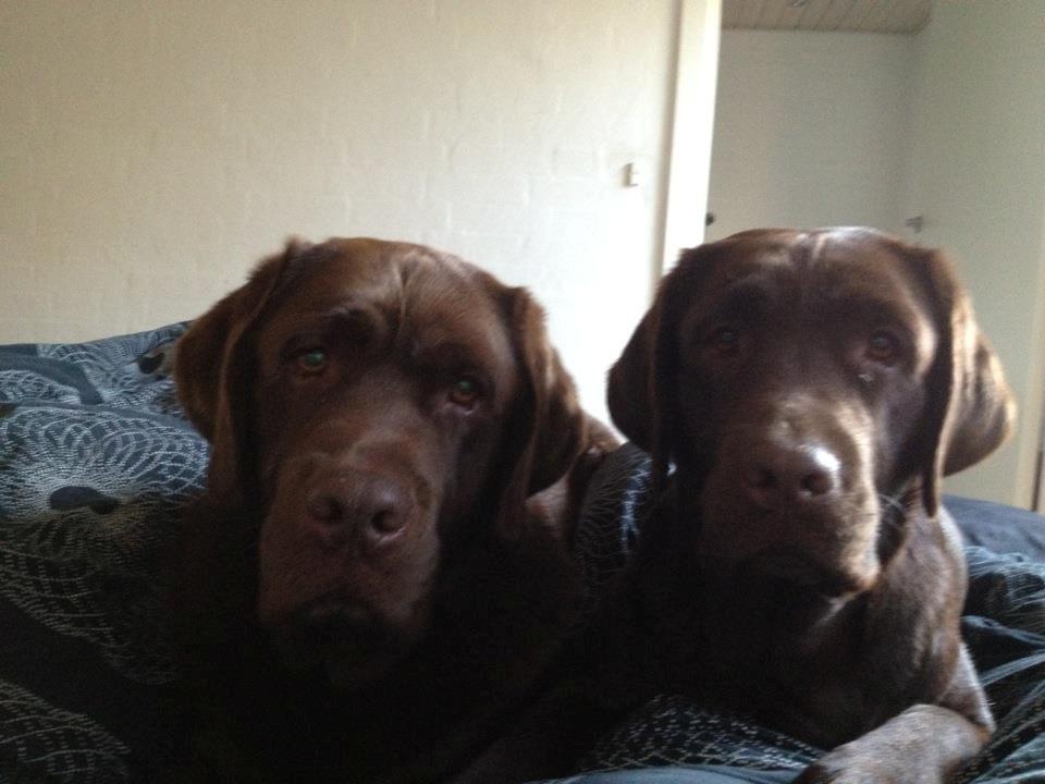 Labrador retriever LabLunas Buldrende Bufas (Ludvig) - Ludvig og lillesøster Liva billede 11