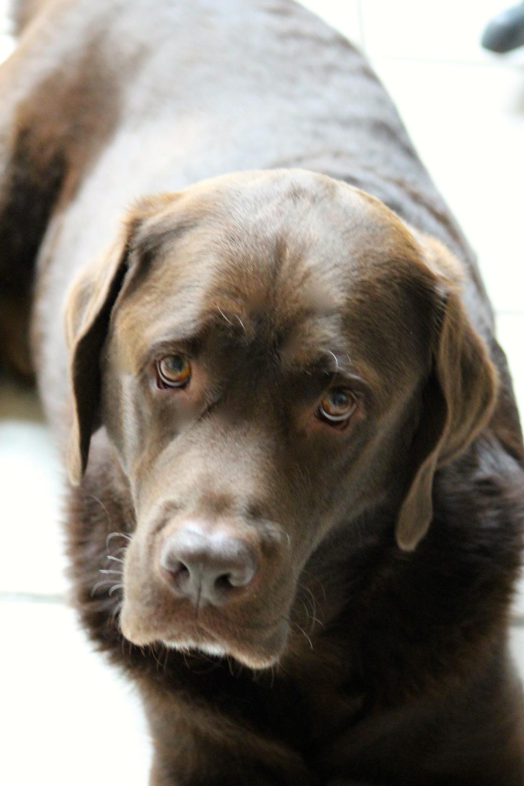Labrador retriever LabLunas Buldrende Bufas (Ludvig) billede 13