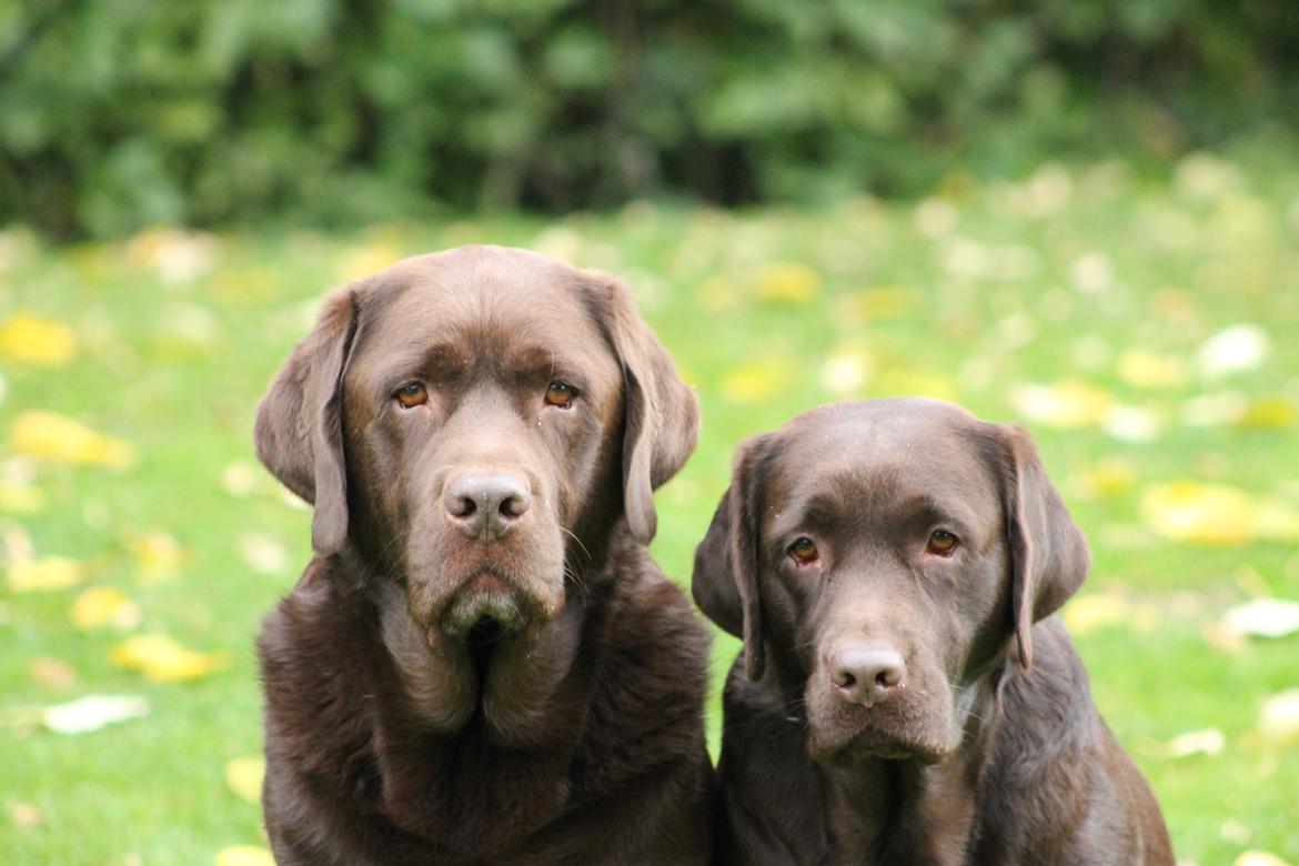 Labrador retriever LabLunas Buldrende Bufas (Ludvig) - Ludvig og Lillesøster Liva billede 1