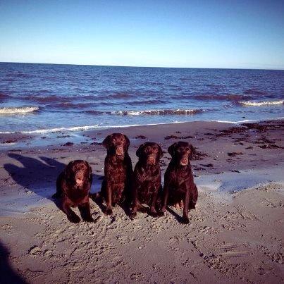 Labrador retriever Lab Luna´s Avra for Laura - Ludvig, Luna, Liva og Laura billede 9