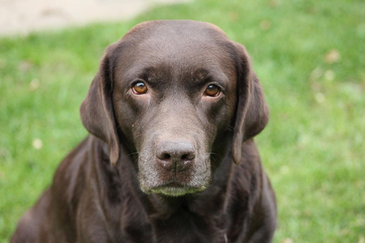 Labrador retriever Lab Luna´s Avra for Laura - Smuksak billede 2