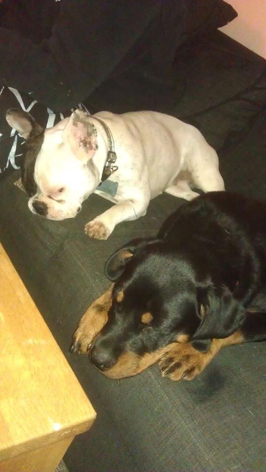 Rottweiler * Malou * billede 18