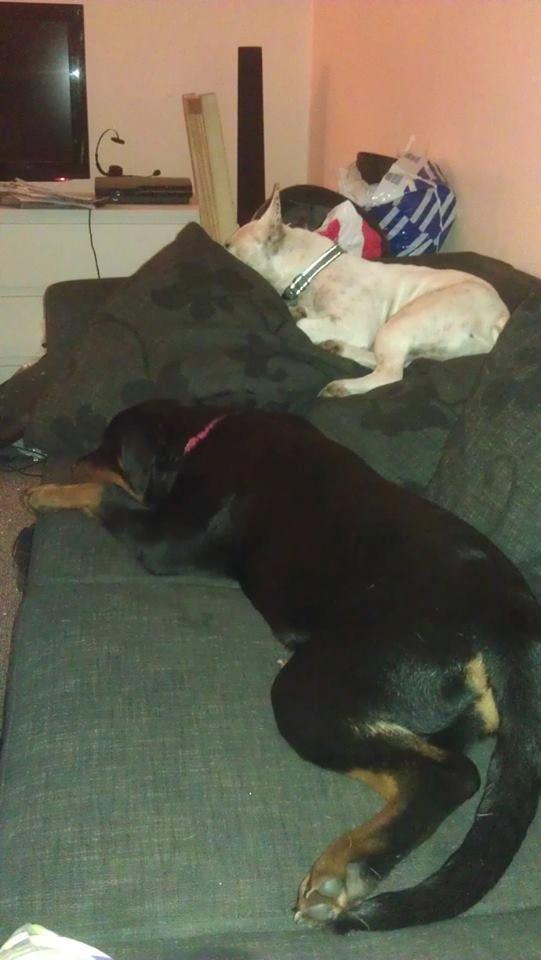 Rottweiler * Malou * billede 19