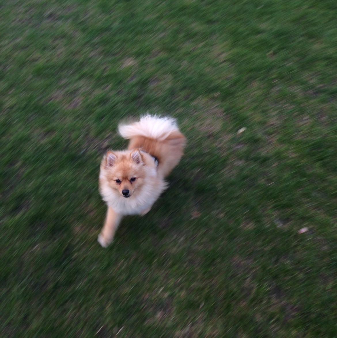 Pomeranian Topsy's Lasko billede 31