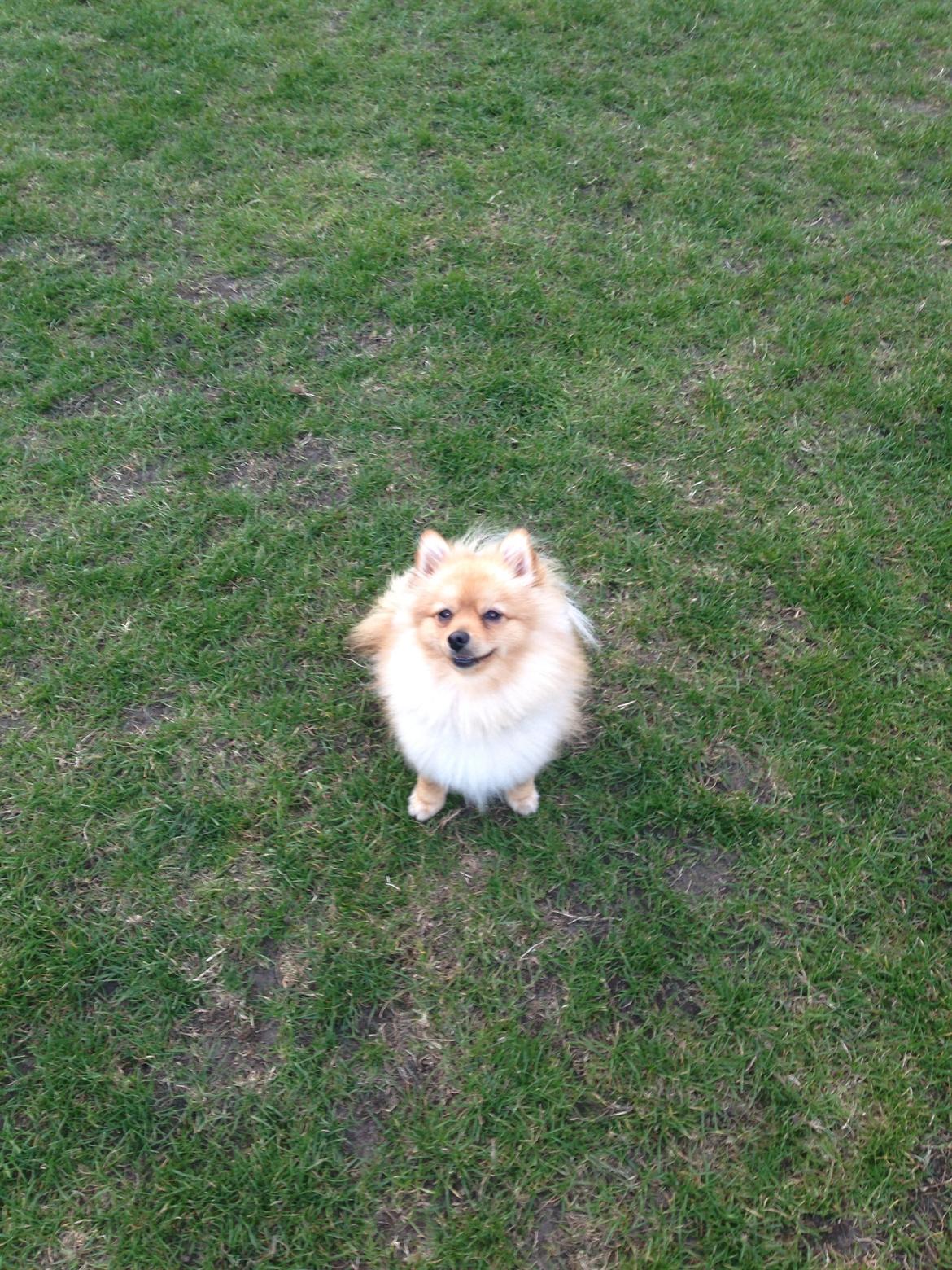 Pomeranian Topsy's Lasko billede 32