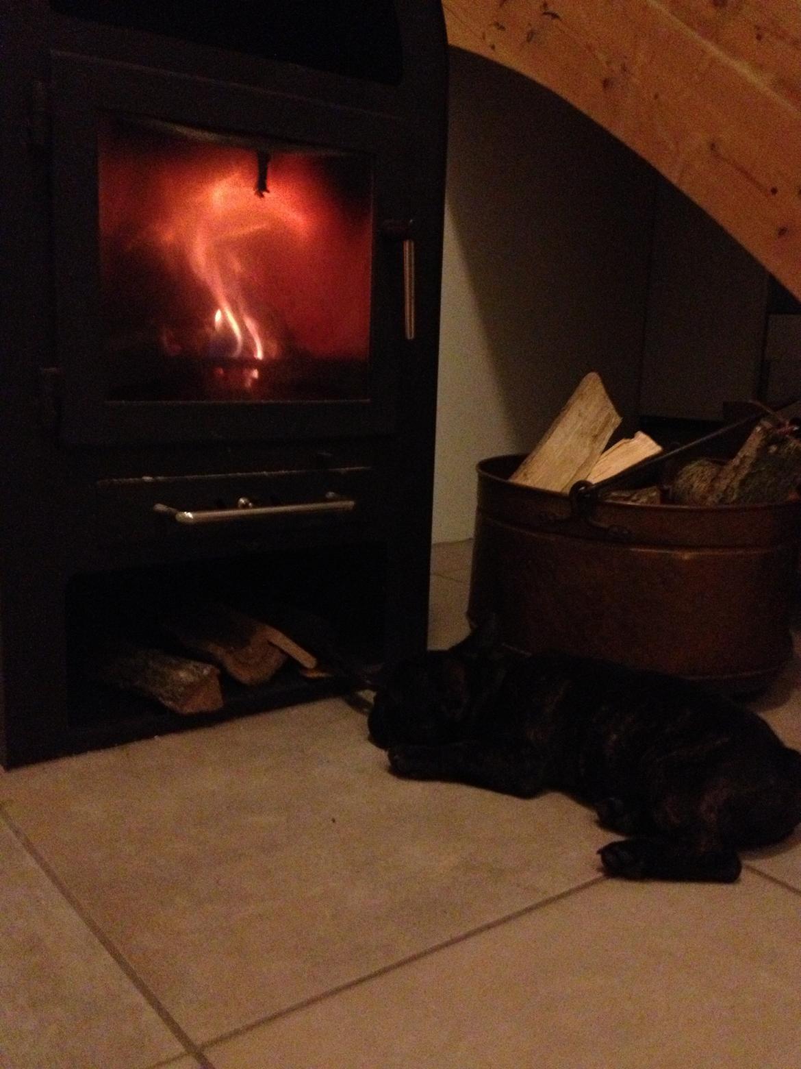 Fransk bulldog Humphrey Bogart billede 19