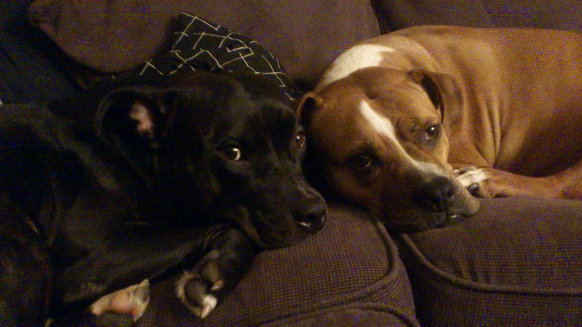 Amerikansk staffordshire terrier Ozzy billede 22