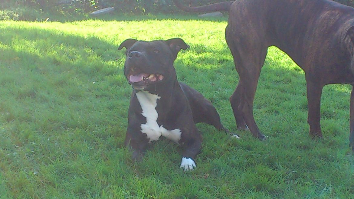Amerikansk staffordshire terrier Ozzy billede 23