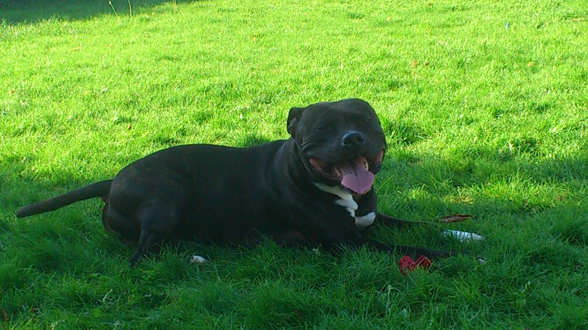 Amerikansk staffordshire terrier Ozzy billede 24