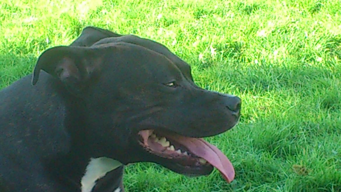 Amerikansk staffordshire terrier Ozzy billede 25
