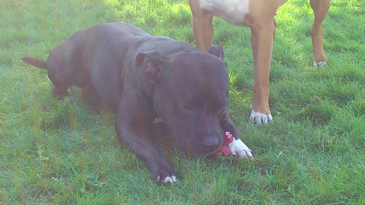Amerikansk staffordshire terrier Ozzy billede 26