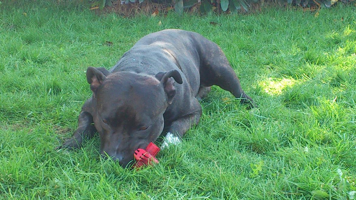 Amerikansk staffordshire terrier Ozzy billede 27