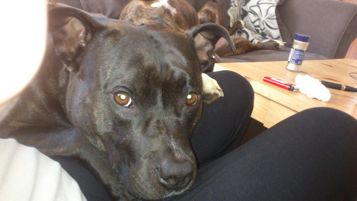 Amerikansk staffordshire terrier Ozzy billede 28