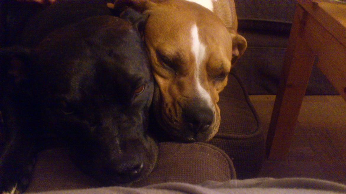 Amerikansk staffordshire terrier Ozzy billede 29