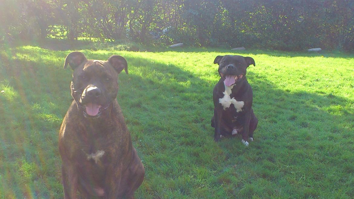 Blanding af racer Marley (RIP 26.07.2016) billede 22