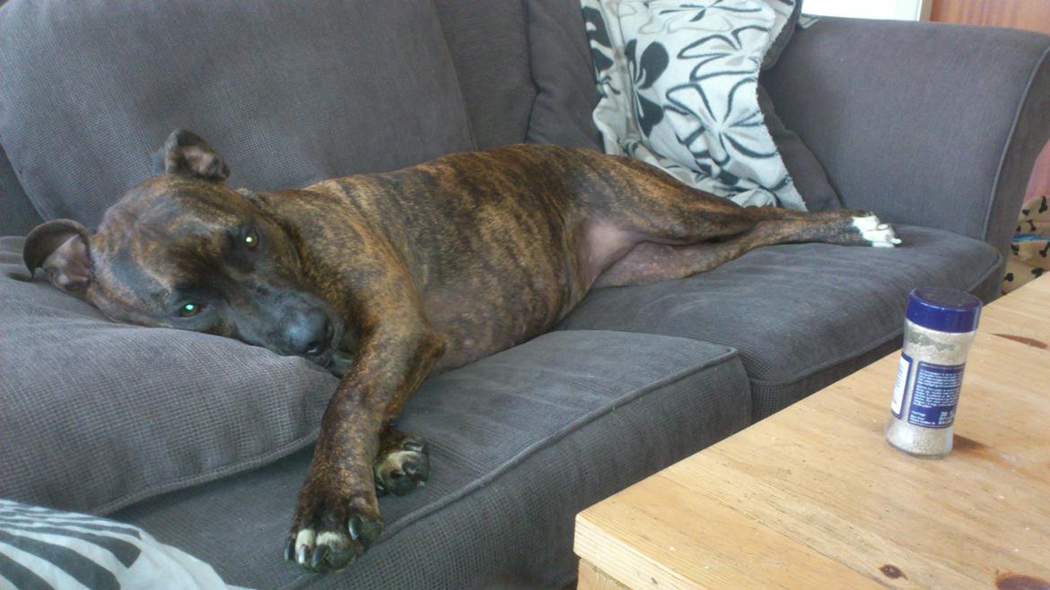 Blanding af racer Marley (RIP 26.07.2016) billede 23