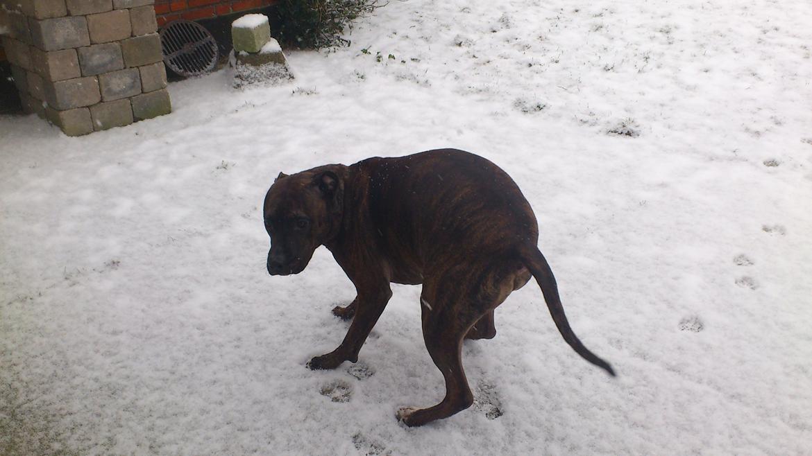 Blanding af racer Marley (RIP 26.07.2016) billede 24