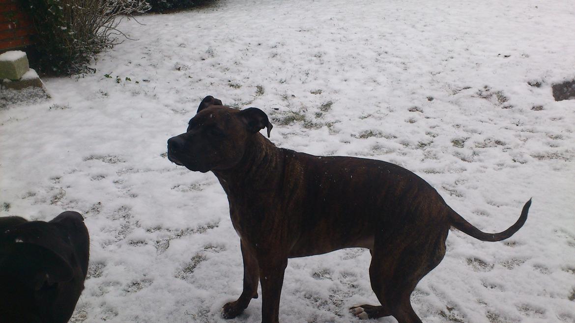 Blanding af racer Marley (RIP 26.07.2016) billede 25