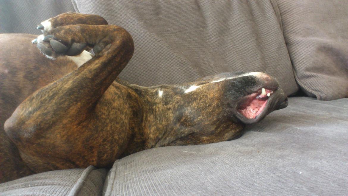 Blanding af racer Marley (RIP 26.07.2016) billede 26