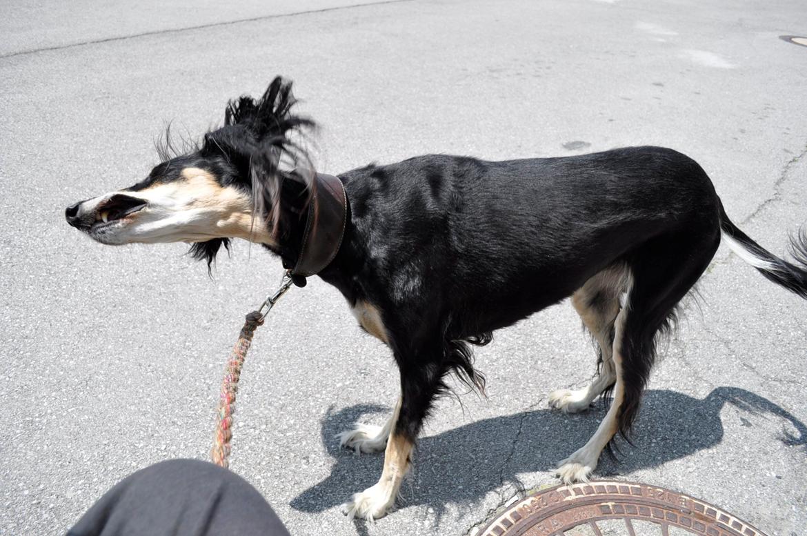 Saluki Kirman Arania billede 30