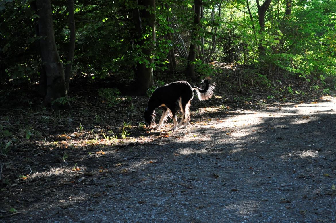 Saluki Kirman Arania billede 31