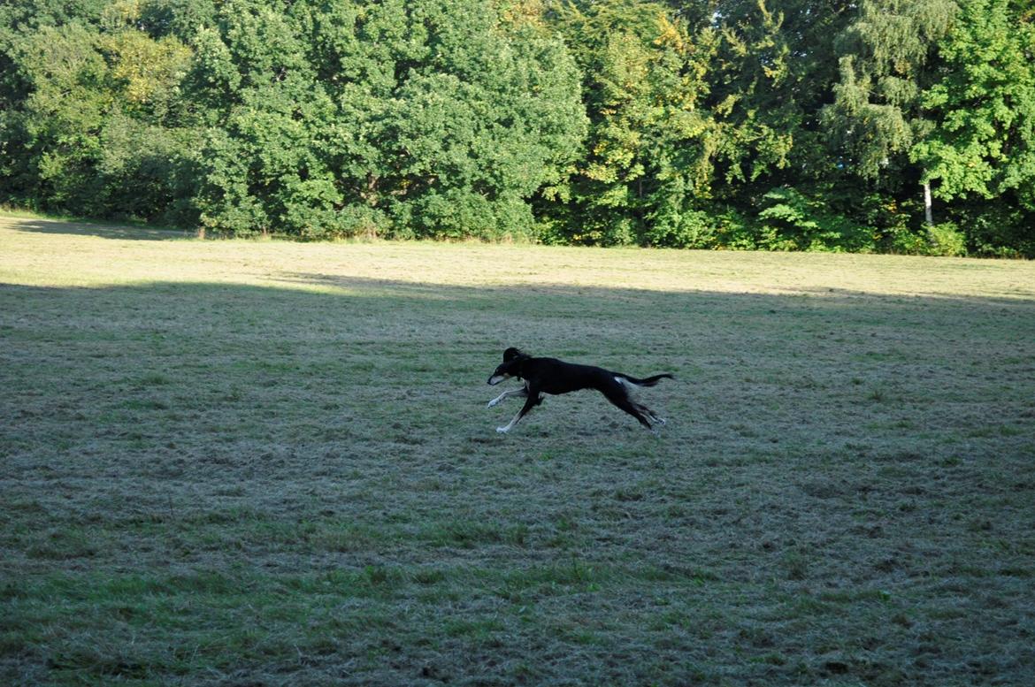 Saluki Kirman Arania billede 32