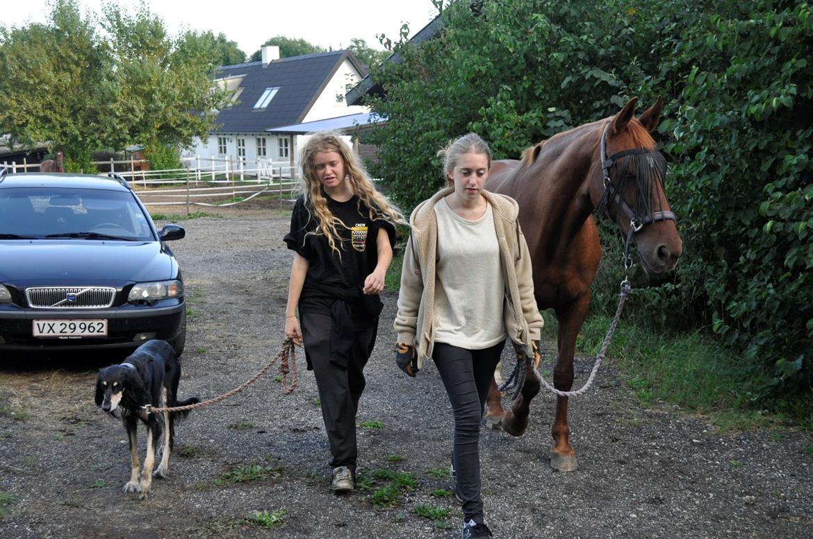 Saluki Kirman Arania billede 15