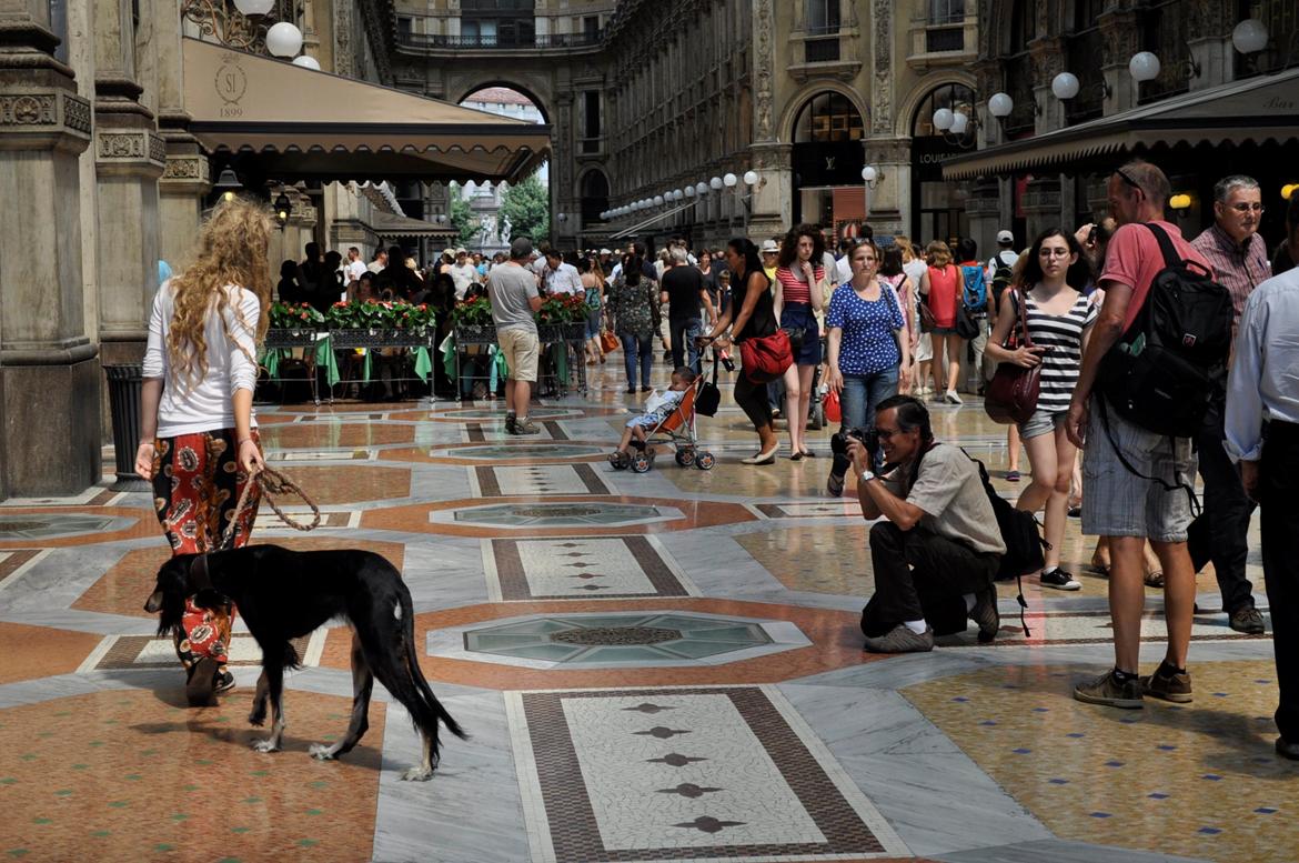 Saluki Kirman Arania - Vi smutter lige forbi xD billede 33