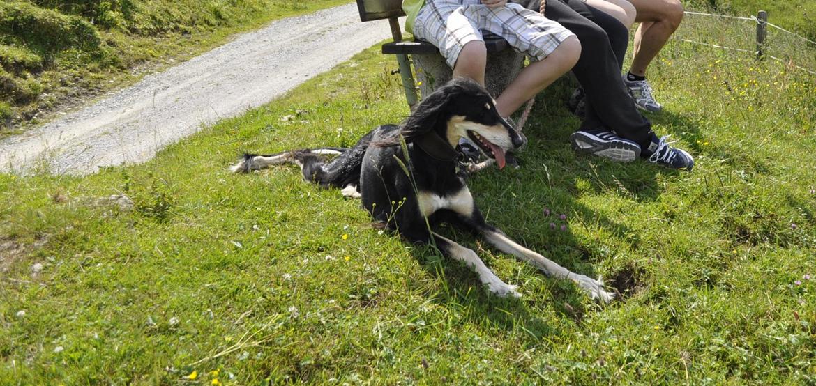 Saluki Kirman Arania billede 9