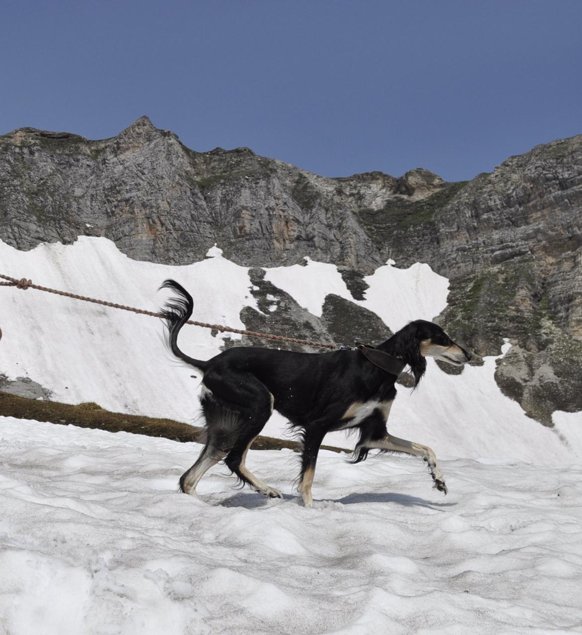 Saluki Kirman Arania billede 35