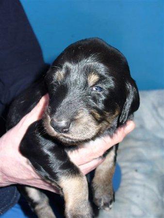 Saluki Kirman Arania billede 24